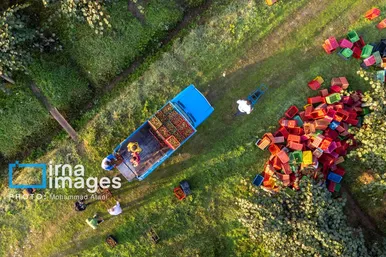 گزارش تصویری | برداشت کیوی