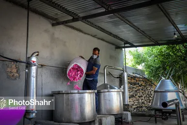 برداشت گل محمدی در روستای فرخد
