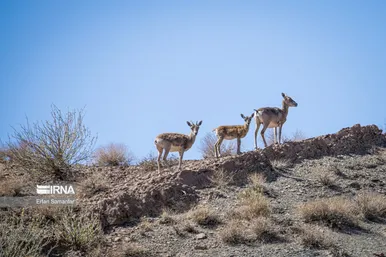 ایران زیباست | پناهگاه حیات وحش نایبندان