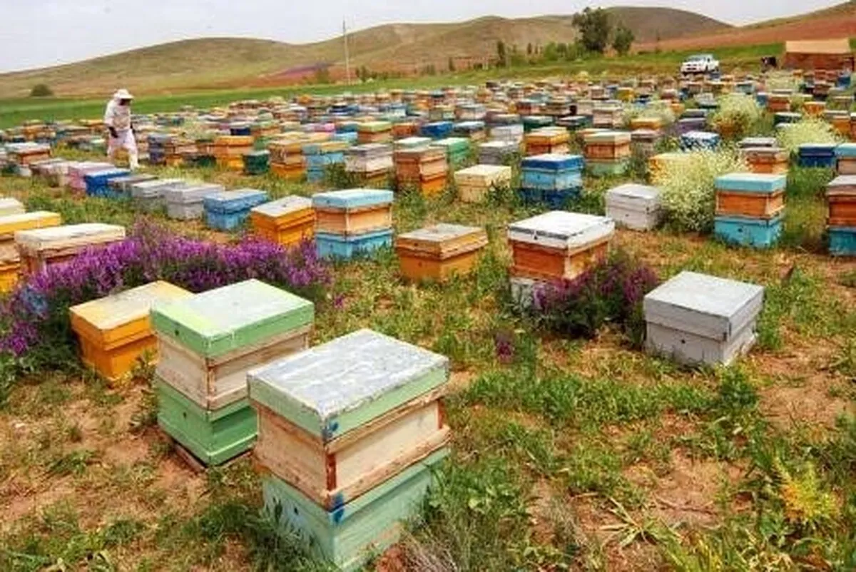 سرشماری زنبورستان‌ها در سراسر کشور آغاز شد