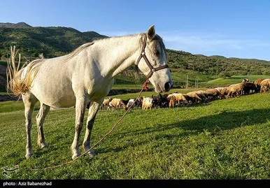 ایران زیباست | طبیعت بهاری منطقه دره اناران سپیدشت خرم آباد