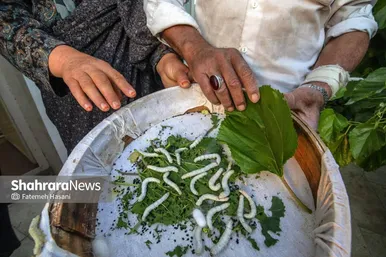 گزارش تصویری | نوغانداری، تولید ثروت از کرم ابریشم در جاده ابریشم
