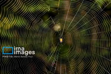 عکس‌هایی از دنیای شگفت انگیز حشرات