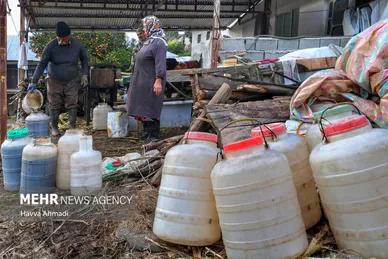 برداشت نیشکر در مازندران