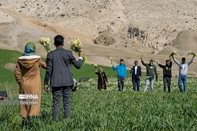 نذر گل نرگس به مقصد حرم