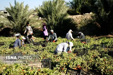گزارش تصویری | برداشت گوجه فرنگی خارج از فصل - بردخون