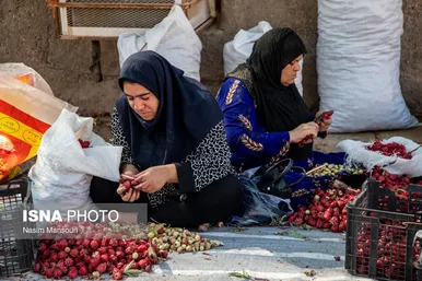 ایران زیباست | برداشت چای ترش در شهرستان کارون