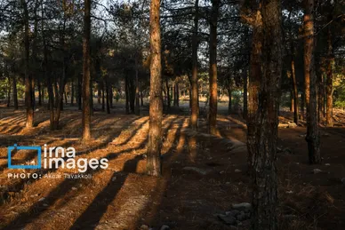 گزارش تصویری | چیتگر بدون کاج