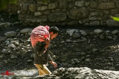 برداشت گردو در اطراف شهر درگز