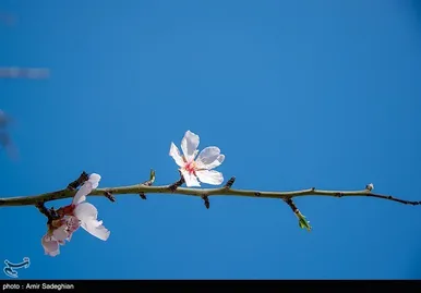 ایران زیباست | اندک اندک می‌رسد اینک بهار