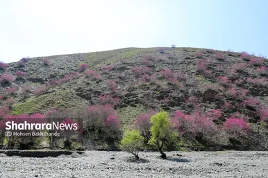 ایران زیباست | «ارغوان» پنجه‌ی خونین زمین