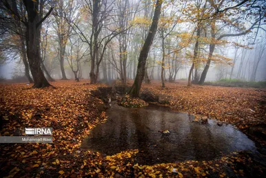ایران زیباست | پاییز در جنگل‌های هیرکانی