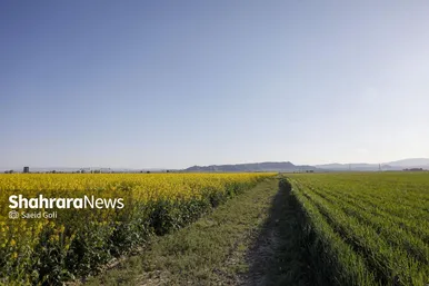 گزارش تصویری | مزارع «کلزا» در نزدیکی مشهد
