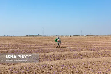 ایران زیباست | طلای سرخ نیشابور