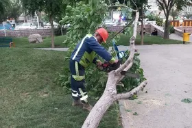شکستگی و سقوط ۳۵ اصله نهال، درخت و سرشاخه بر اثر وزش باد شدید در عصر پنجشنبه مشهد (۲۴ اردیبهشت ۱۴۰۵)