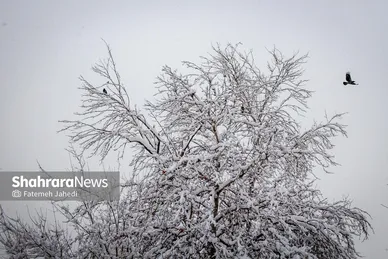گزارش تصویری |بارش برف پاییزی در مشهد