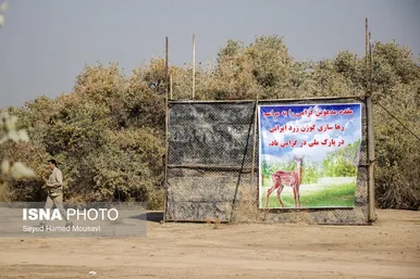 رهاسازی ۶ رأس گوزن زرد ایرانی در پارک ملی دز و کرخه