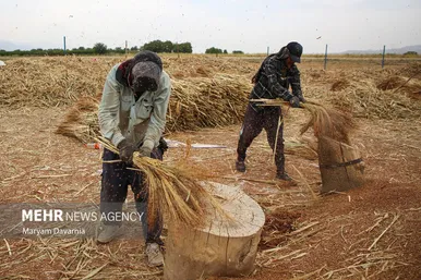 گزارش تصویری | جاروبافی در روستای ملاحسن