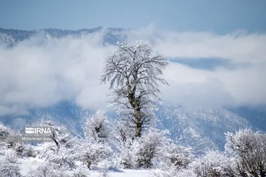 ایران زیباست | گلستان برفی