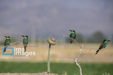 گزارش تصویری | پرنده‌ای به نام زنبور خوار اروپایی