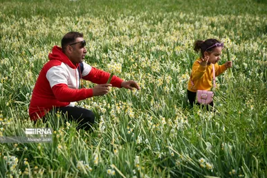ایران زیباست | نرگس‌زارهای کازرون