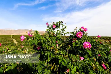 برداشت گل محمدی در کاشان