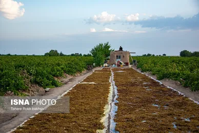 گزارش تصویری | شهرستان تاکستان قطب انگور ایران
