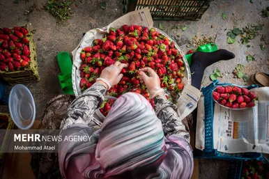 آغاز برداشت توت فرنگی در استان گلستان