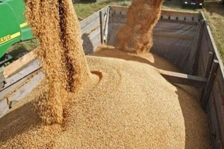 آلودگی گندم‌های وارداتی کذب است