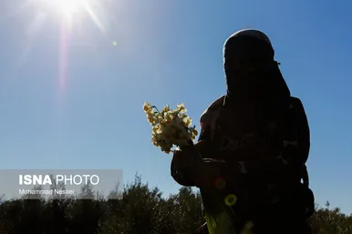 ایران زیباست | مزرعه گل نرگس - گلستان