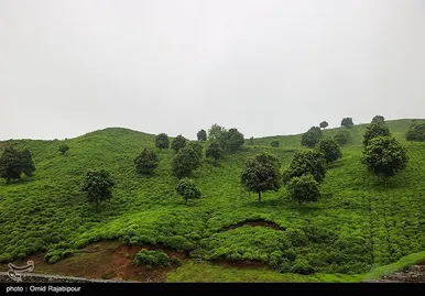 ایران زیباست | برداشت چای بهاره - گیلان