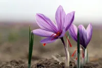 عرضه بیش از ۶ هزار کیلوگرم زعفران در بورس کالا