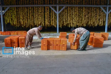 گزارش تصویری | برداشت انگور در شهر تاکستان قزوین