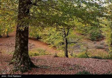 ایران زیباست؛ طبیعت پاییزی - گیلان