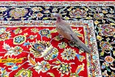 عاشقی که وقت نمی‌شناسد