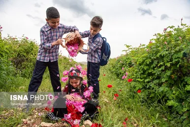 گزارش تصویری | برداشت گل محمدی و تهیه گلاب به یاد دانش‌آموزان شهید میناب - میمند
