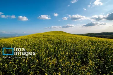 ایران زیباست | بهارِ گلستان