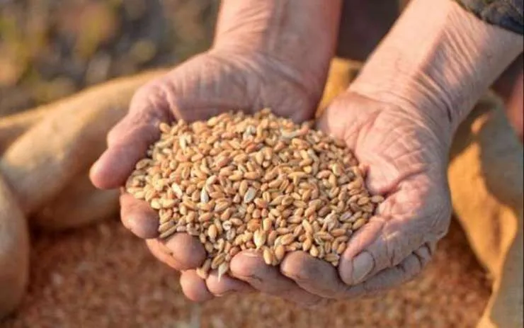تعلل در تأمین نهاده دامی، عامل افزایش قیمت گوشت مرغ
