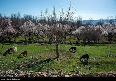 ایران زیباست | اندک اندک می‌رسد اینک بهار