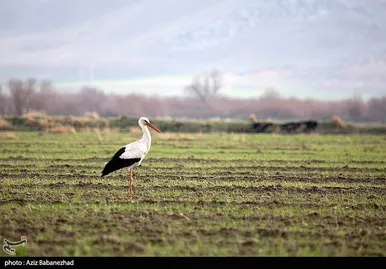 ایران زیباست | همزیستی لک لک‌ها در روستای کپر جودکی بروجرد با مردم روستا