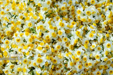 ایران زیباست | نرگس‌زارهای کازرون