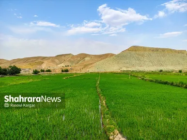 مزارع شالیکاری کلات نادری