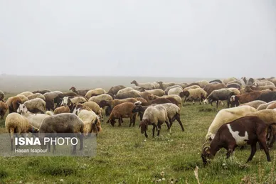 ایران زیباست | روستای «اِسپِرِز» سوادکوه بر فراز ابر‌ها
