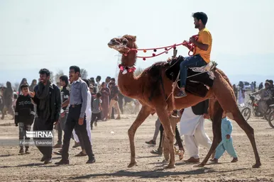 جشنواره شتر طلای بیابان