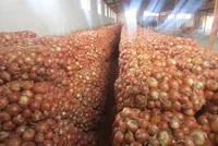 کشف انبار ۱۱۰۰ تُنی پیاز احتکارشده در مشهد (یکم آبان ۱۴۰۴)