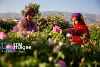 ایران زیباست | گل و گلاب میمند