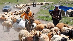 سهم ۱۵ درصدی عشایر خرسان رضوی از تولید گوشت استان