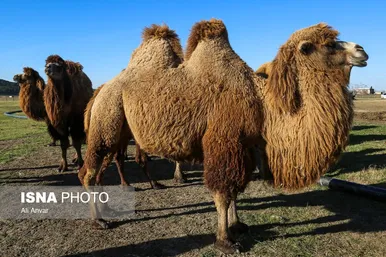 مزرعه شتر دوکوهانه در استان اردبیل