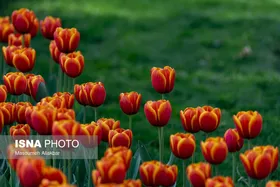 ایران زیباست | دهمین جشنواره لاله&zwnj;های کرج