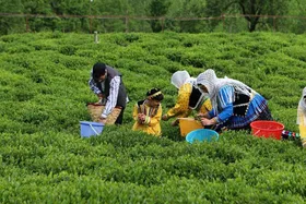 نرخ خرید تضمینی برگ سبز چای اعلام شد